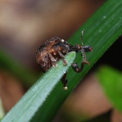 Haplonyx