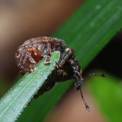 Haplonyx