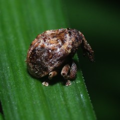 Haplonyx