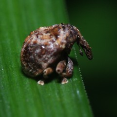 Haplonyx