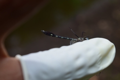 Macrothemis hemichlora