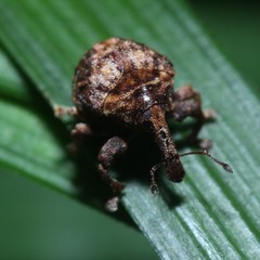 Haplonyx