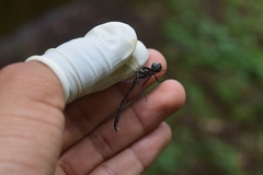 Macrothemis hemichlora