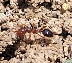 Solenopsis xyloni