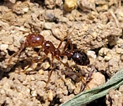 Solenopsis xyloni