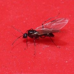 Formicidae