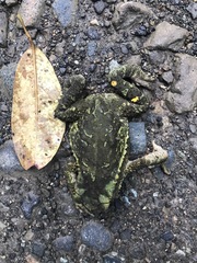 Incilius coniferus
