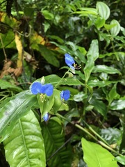 Commelina obliqua image