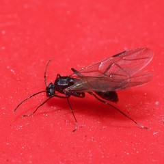 Formicidae
