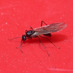 Formicidae