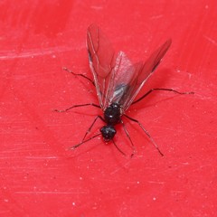 Formicidae