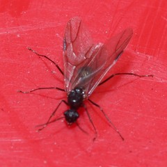 Formicidae