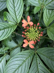 Podandrogyne decipiens