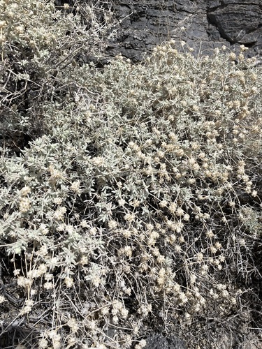 Utah butterflybush (Buddleja utahensis)