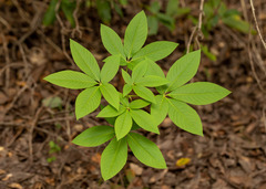 Aesculus californica