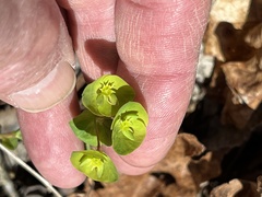 Euphorbia commutata