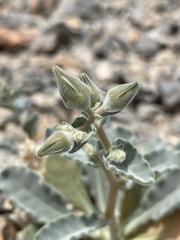 Mentzelia oreophila