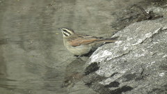 Emberiza capensis cinnamomea