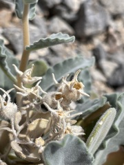 Mentzelia oreophila