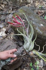 Tillandsia caput-medusae