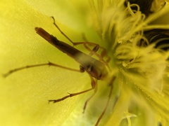 Strangalia luteicornis