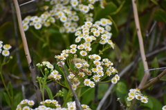 Erigeron darrellianus