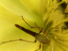 Strangalia luteicornis