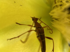 Strangalia luteicornis