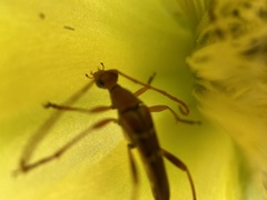 Strangalia luteicornis