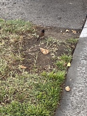 Junco hyemalis