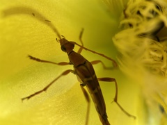 Strangalia luteicornis