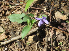 Viola triloba