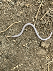 Aprasia striolata