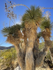 Yucca rostrata