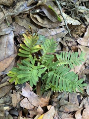 Pleopeltis michauxiana