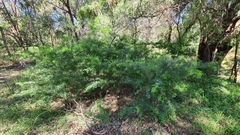 Acacia pubescens
