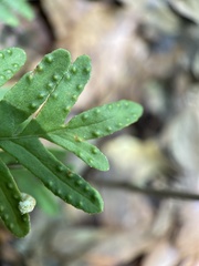 Pleopeltis michauxiana