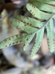 Pleopeltis michauxiana
