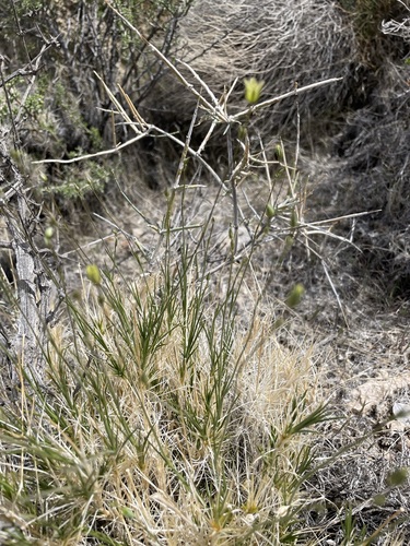 Image of Mojave Sandwort (Eremogone macradenia) by (c) Matt Berger, some rights reserved (CC BY)