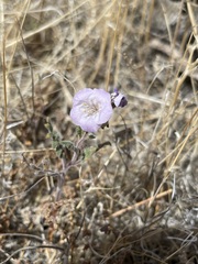 Phacelia vallis-mortae