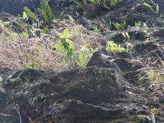 Peperomia berteroana