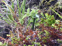 Peperomia berteroana