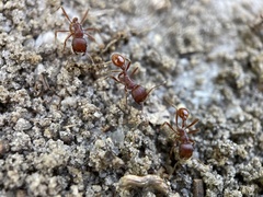 Pogonomyrmex badius