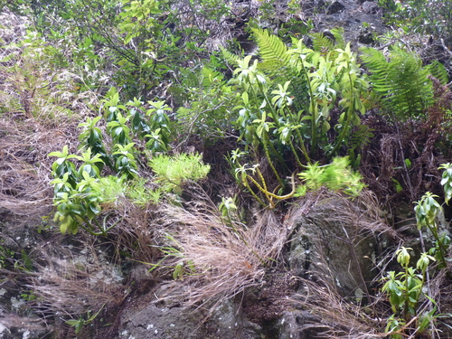 Peperomia berteroana (Peperomia berteroana)