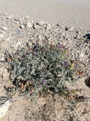 Astragalus lentiginosus