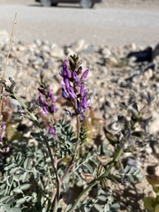 Astragalus lentiginosus