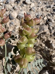 Astragalus lentiginosus