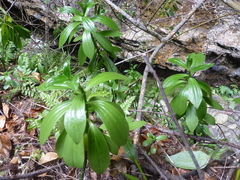 Peperomia berteroana