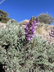 Astragalus minthorniae