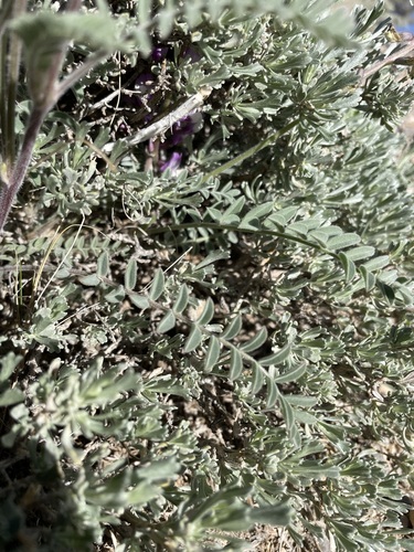 Image of Astragalus minthorniae by (c) Matt Berger, some rights reserved (CC BY)